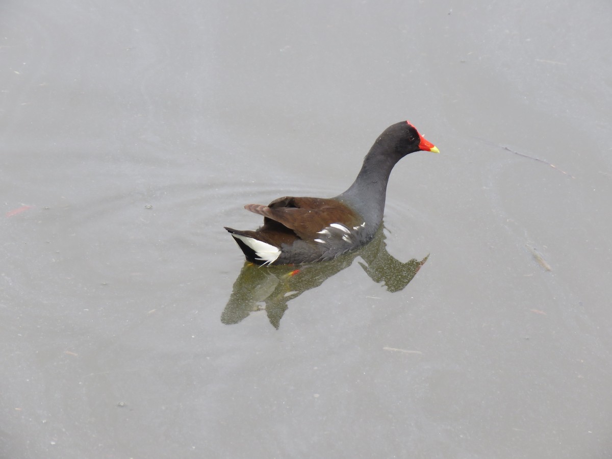 Common Gallinule - ML617116181