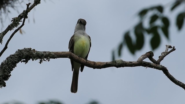 Brown-crested Flycatcher - ML617116194