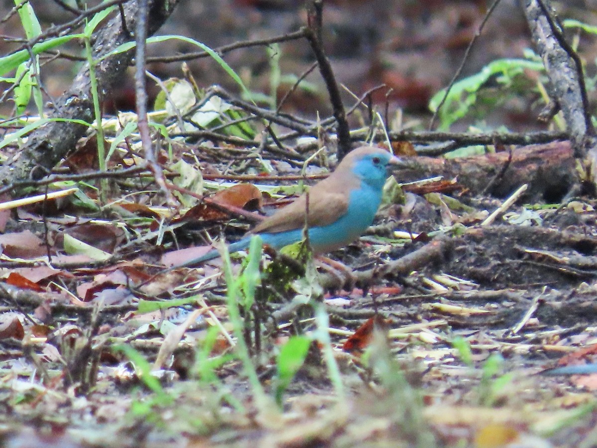 Southern Cordonbleu - Joyce Brady