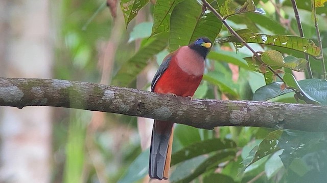 Трогон філіпінський - ML617116252