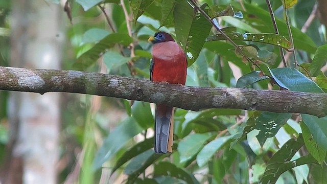 Трогон філіпінський - ML617116258