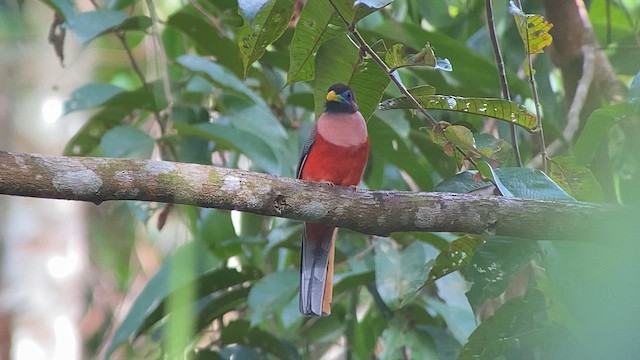 Трогон філіпінський - ML617116259