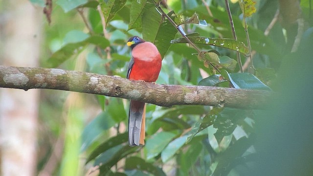 Трогон філіпінський - ML617116263