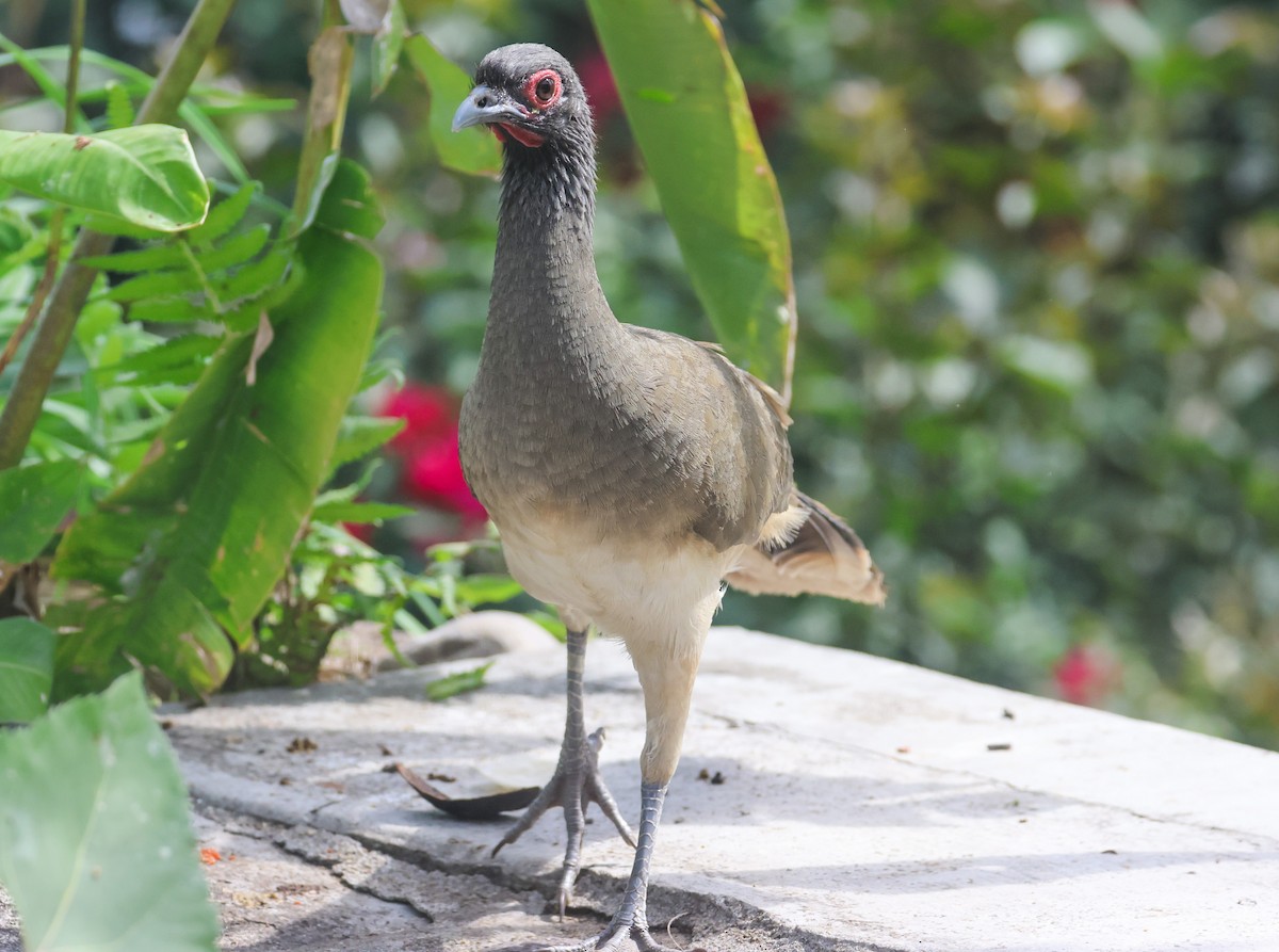 West Mexican Chachalaca - ML617116299
