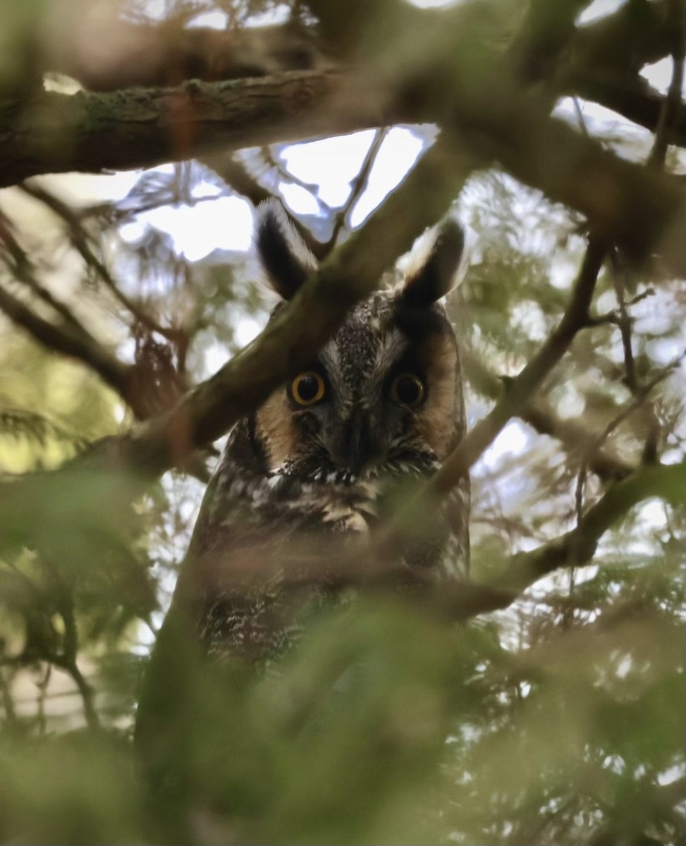 Long-eared Owl - ML617116328