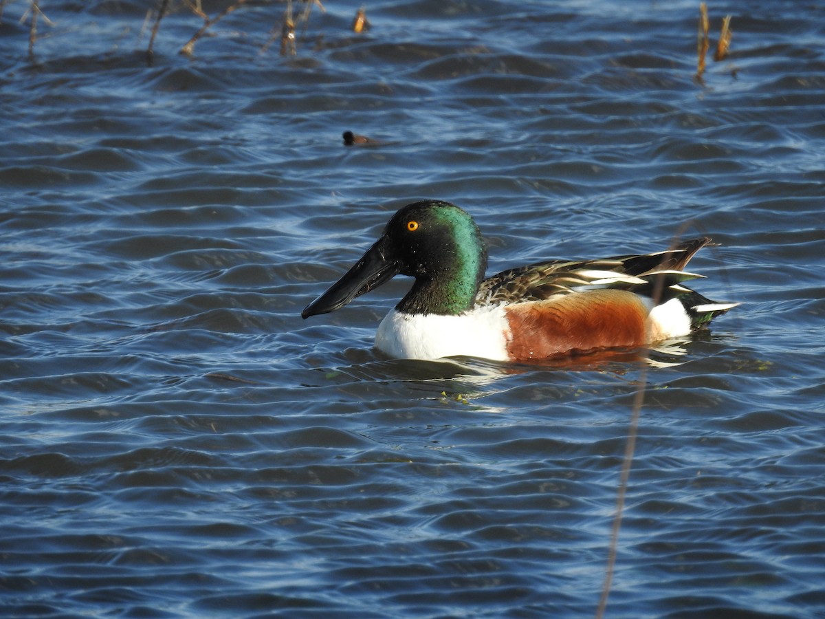 Northern Shoveler - Caden Williams