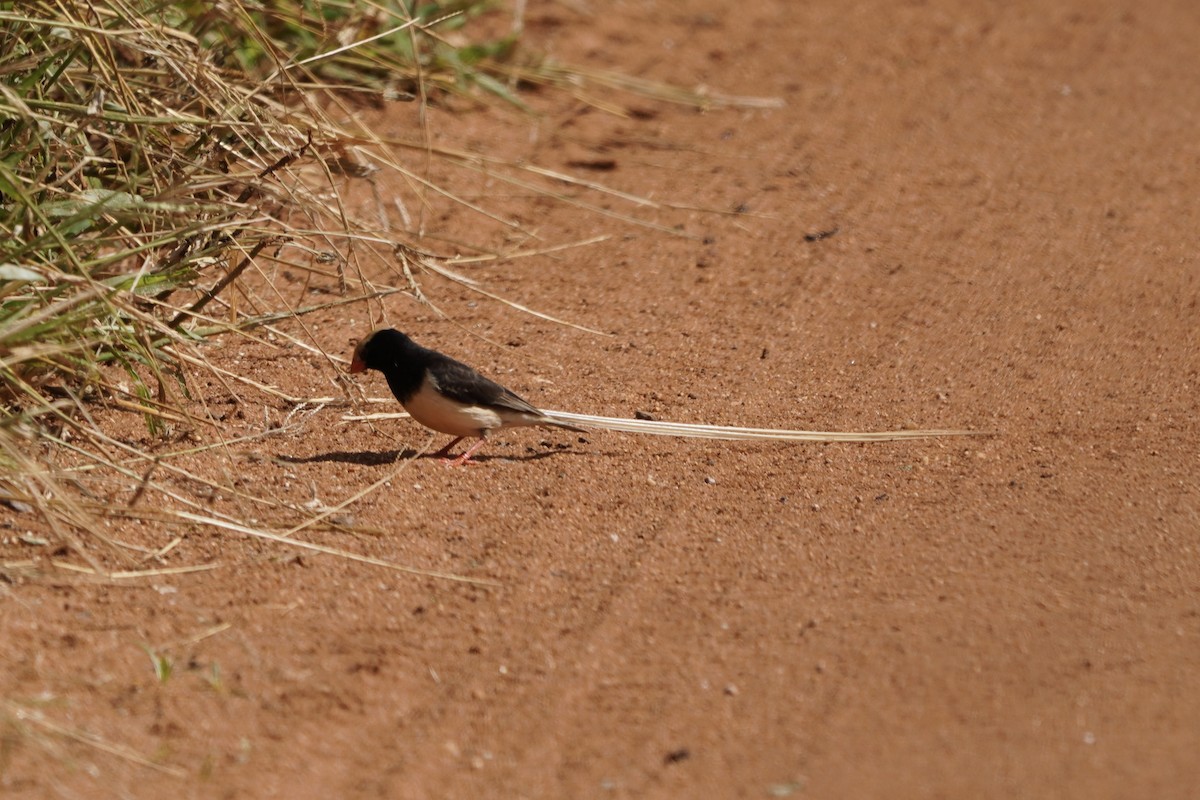 Straw-tailed Whydah - ML617116493