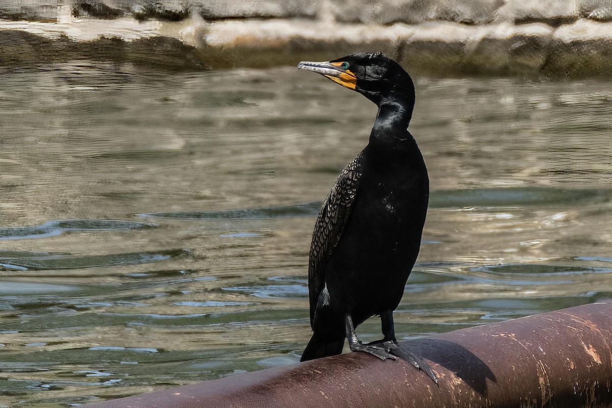 Cormoran à aigrettes - ML617116547