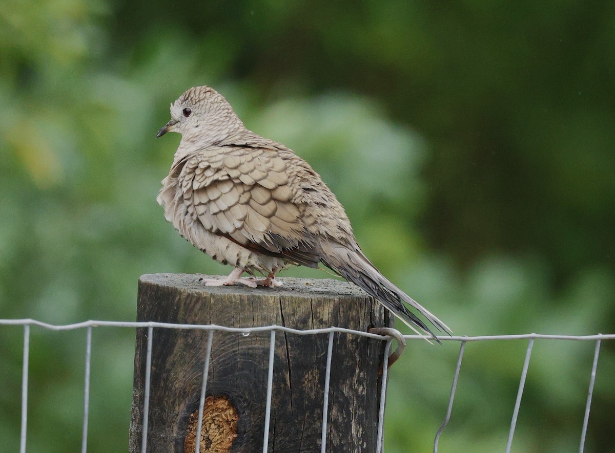 Inca Dove - Rob Crawford