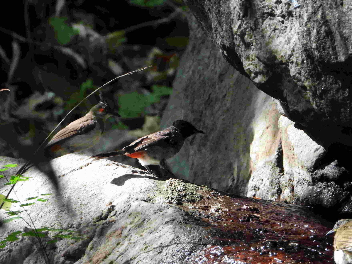 bulbul červenouchý - ML617116568