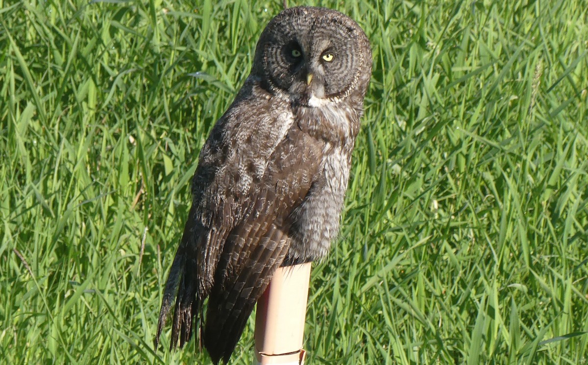 Great Gray Owl - Ann Kovich