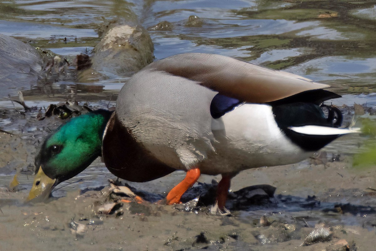 Canard colvert - ML617116658