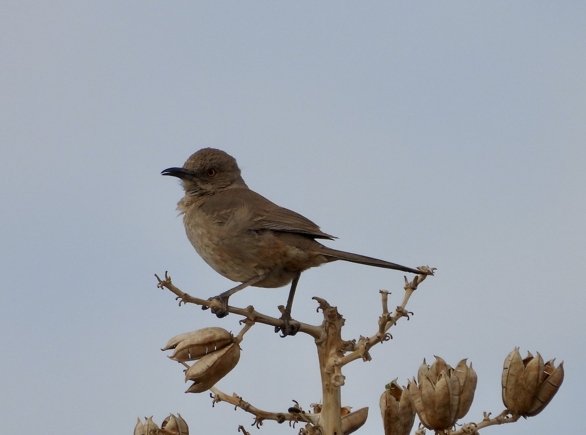 Bendire's Thrasher - ML617116688