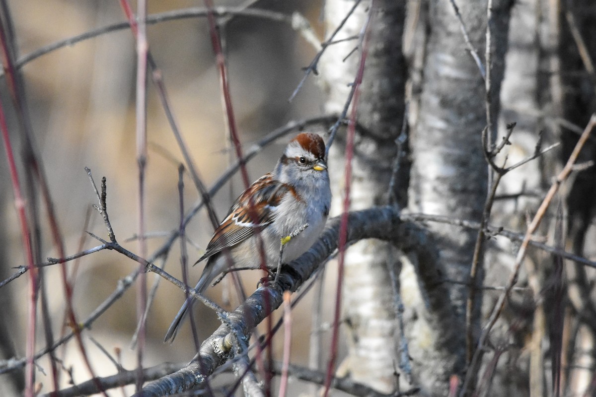 American Tree Sparrow - ML617116697