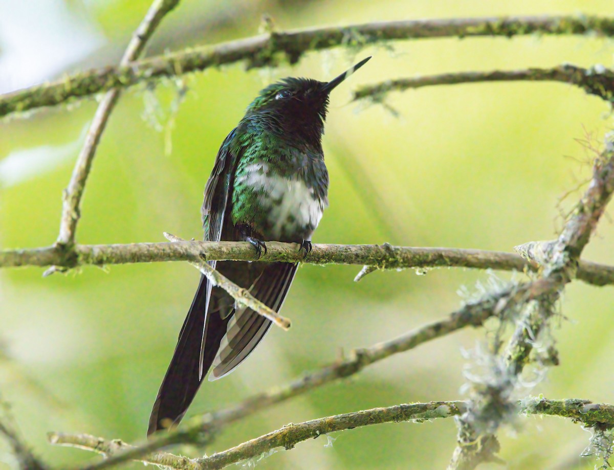 Purple-throated Sunangel - Roberto Zamora Parrales