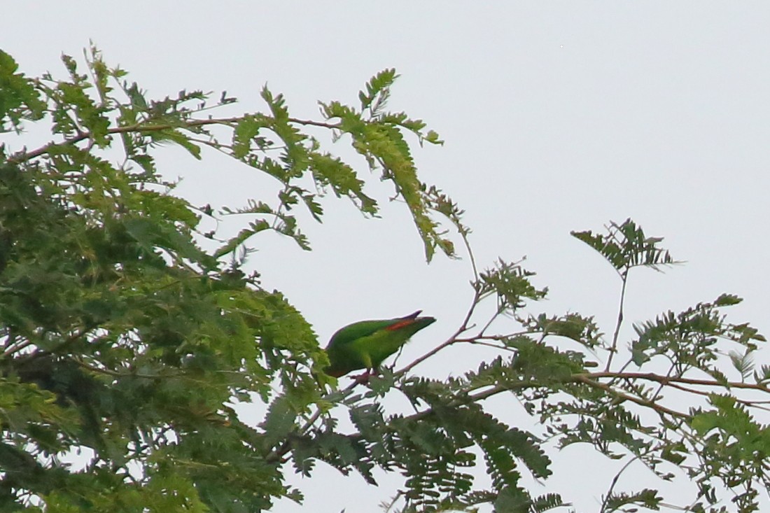 Yellow-throated Hanging-Parrot - Bruce Robinson