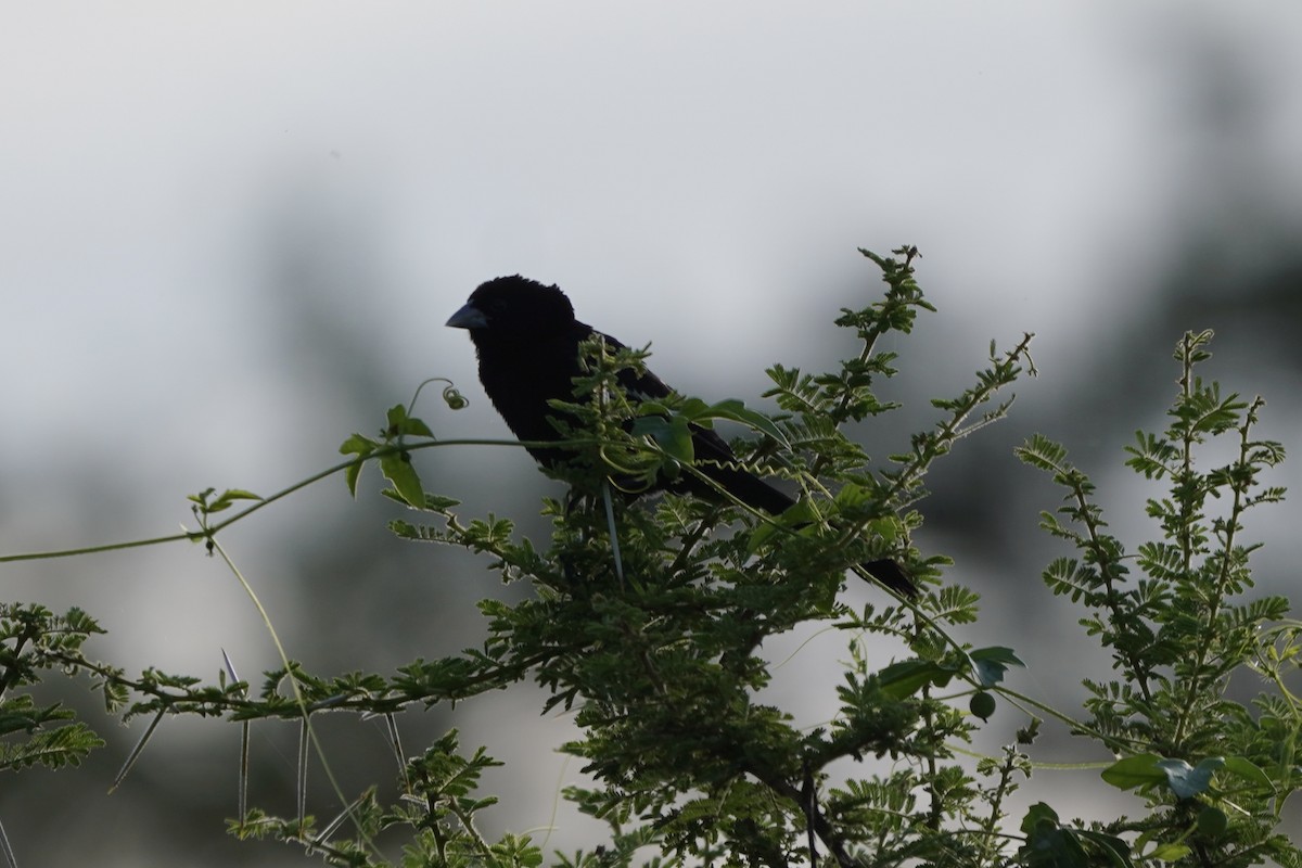 White-winged Widowbird - Greg Hertler