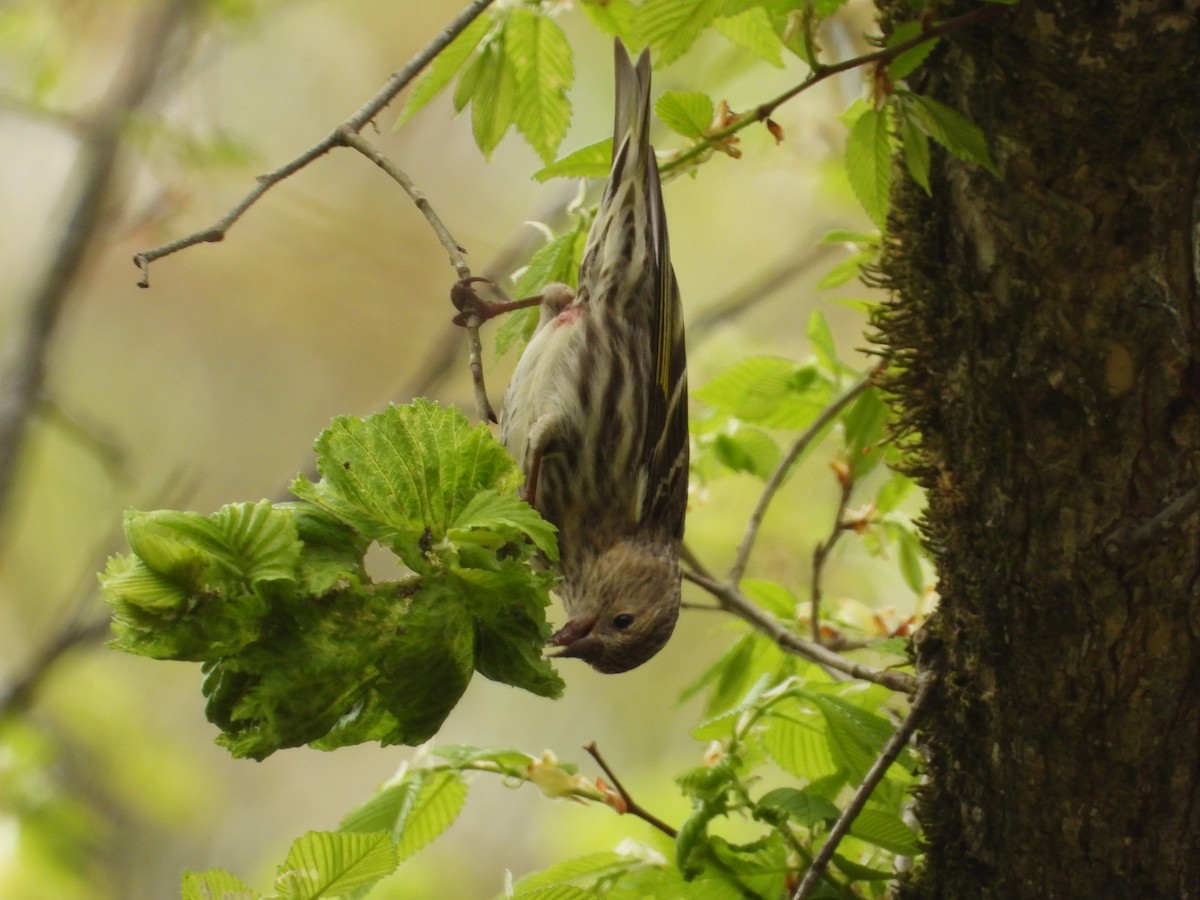 Pine Siskin - John Hurd