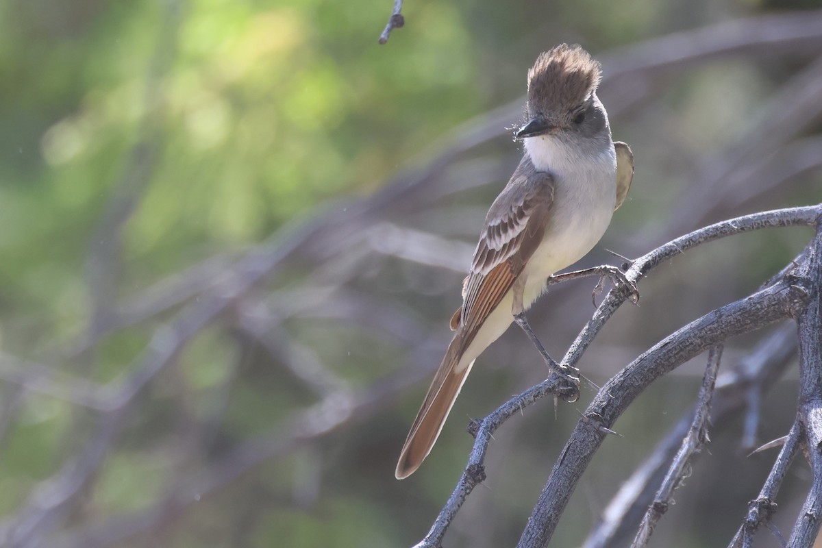 Ash-throated Flycatcher - ML617116797