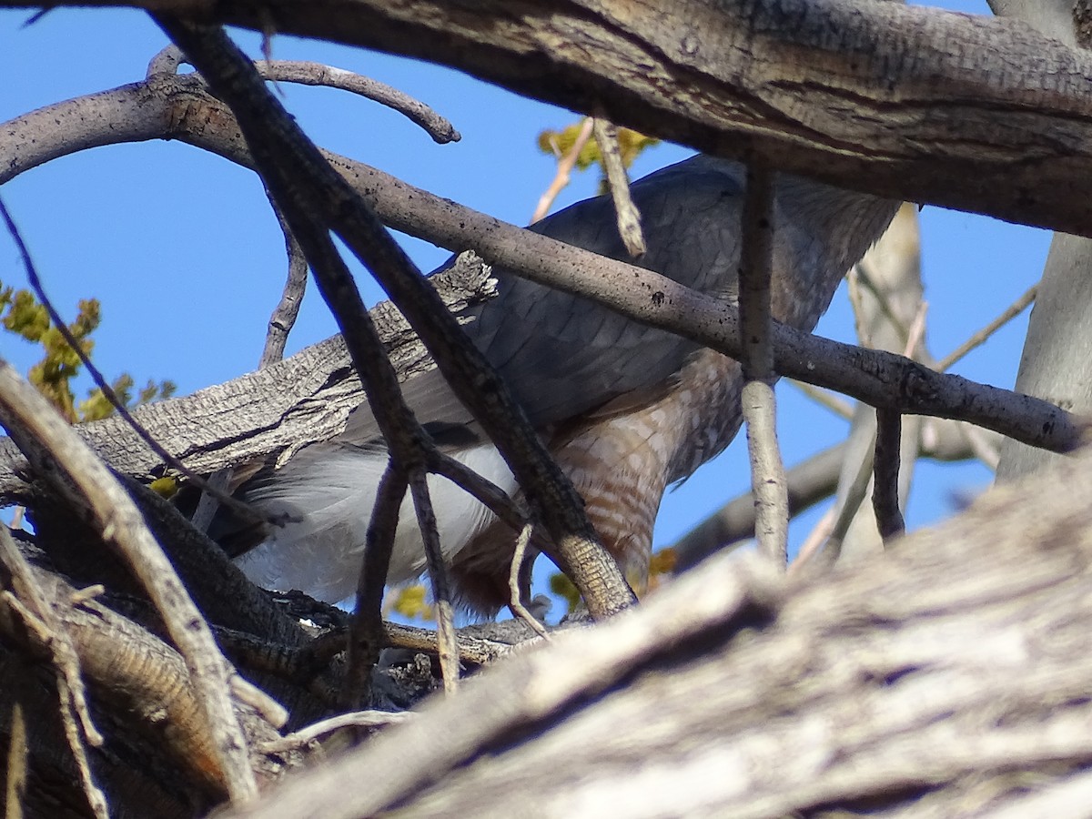 Cooper's Hawk - ML617116798