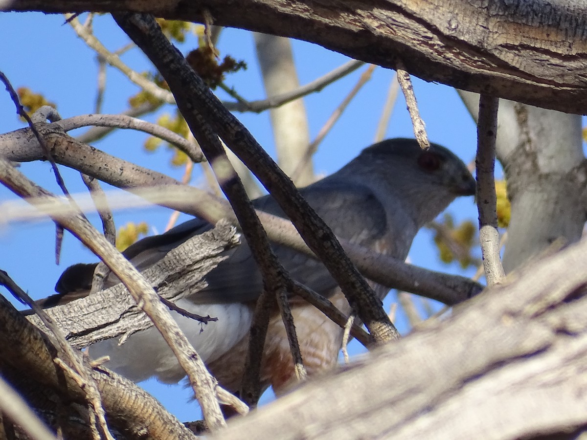 Cooper's Hawk - ML617116806