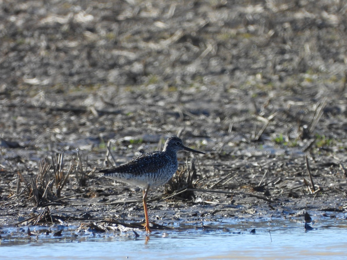 Greater Yellowlegs - Marcie  Jacklin