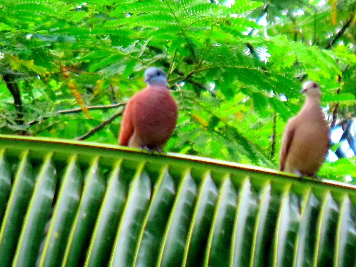 Red Collared-Dove - ML617116811