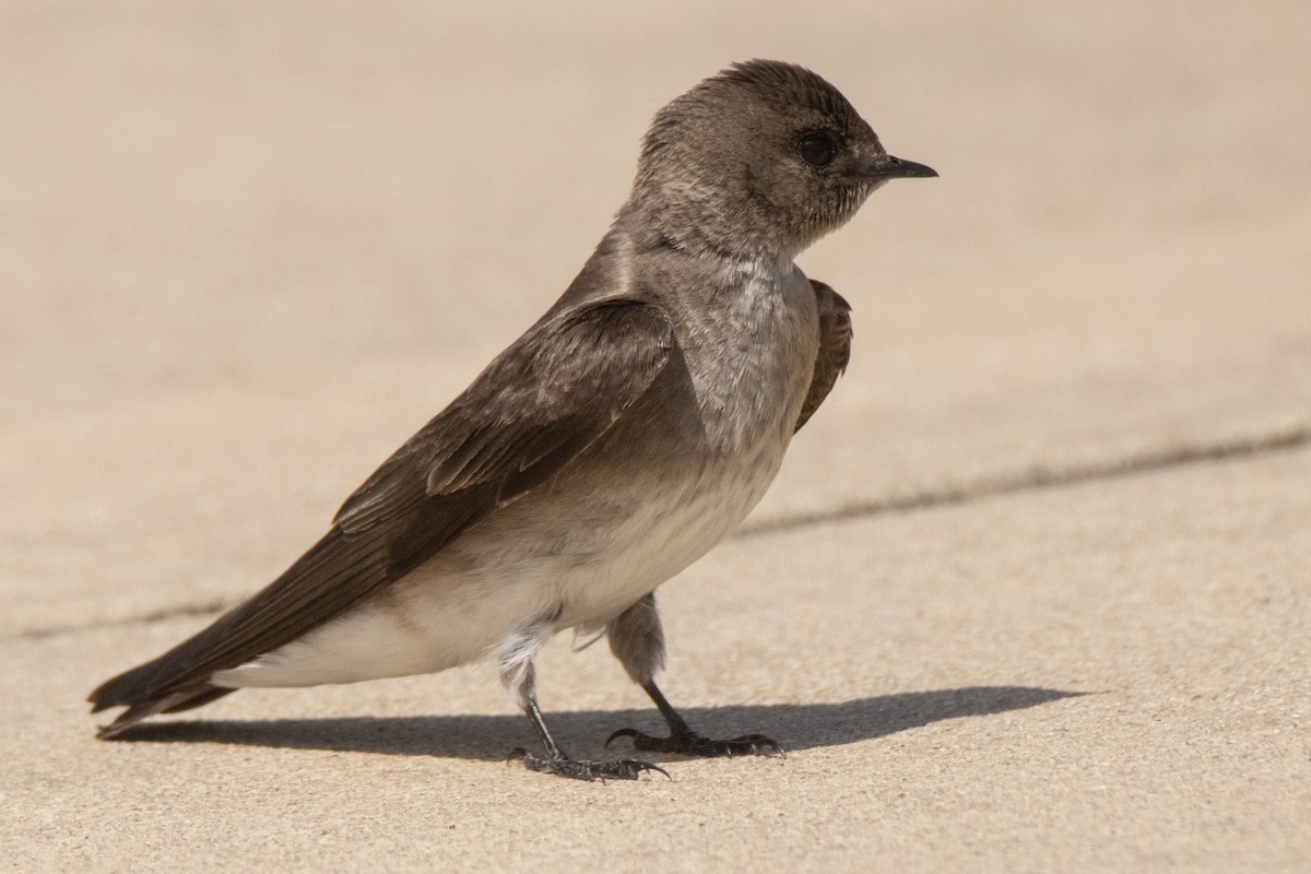 Northern Rough-winged Swallow - ML617116895