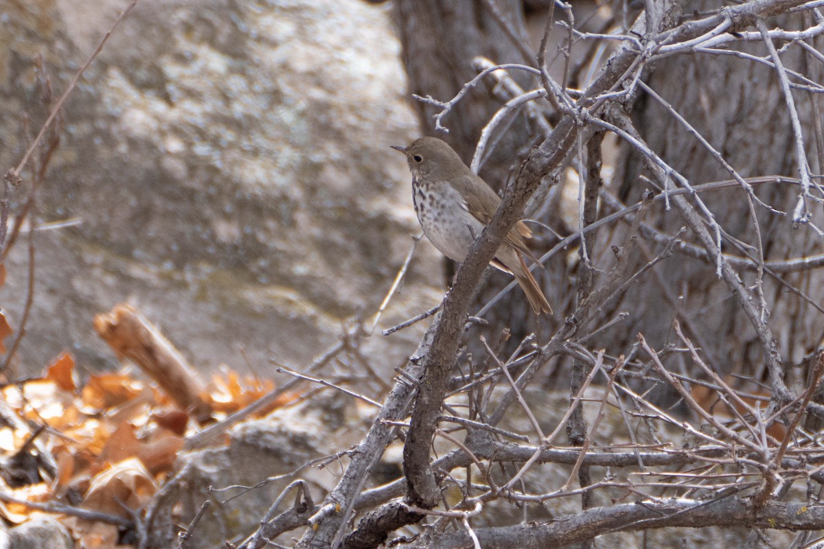 Hermit Thrush - Susan Elliott