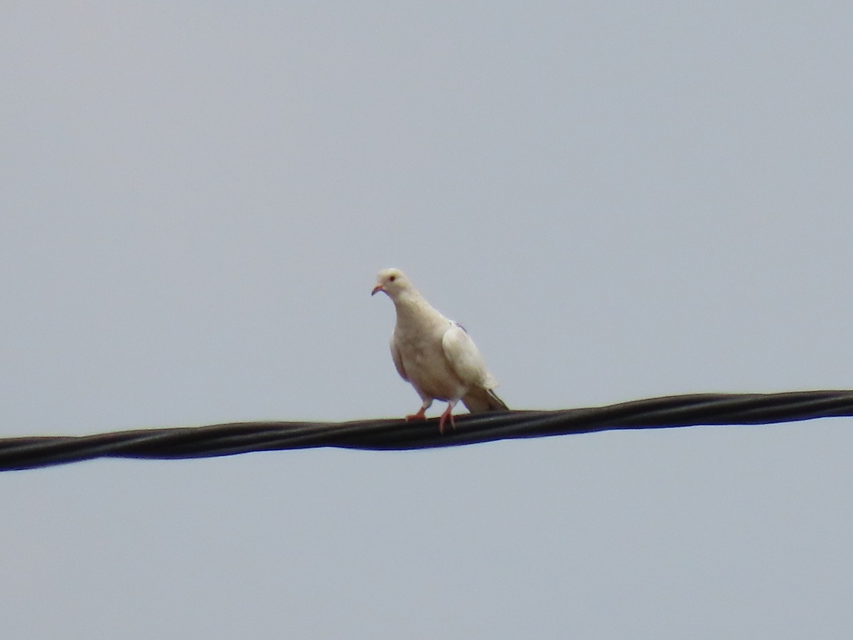 Rock Pigeon (Feral Pigeon) - ML617116970