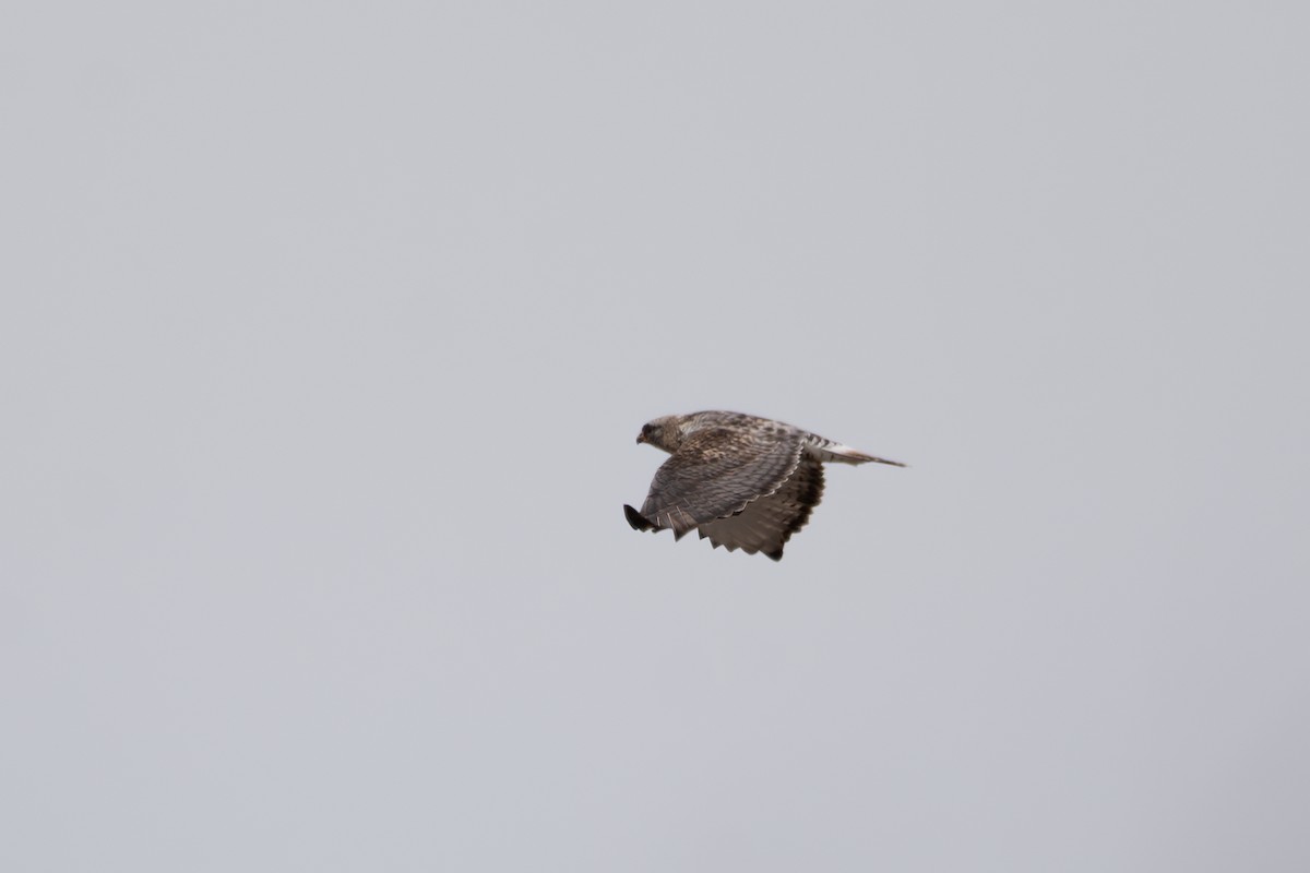 Rough-legged Hawk - Carrie Lefebvre