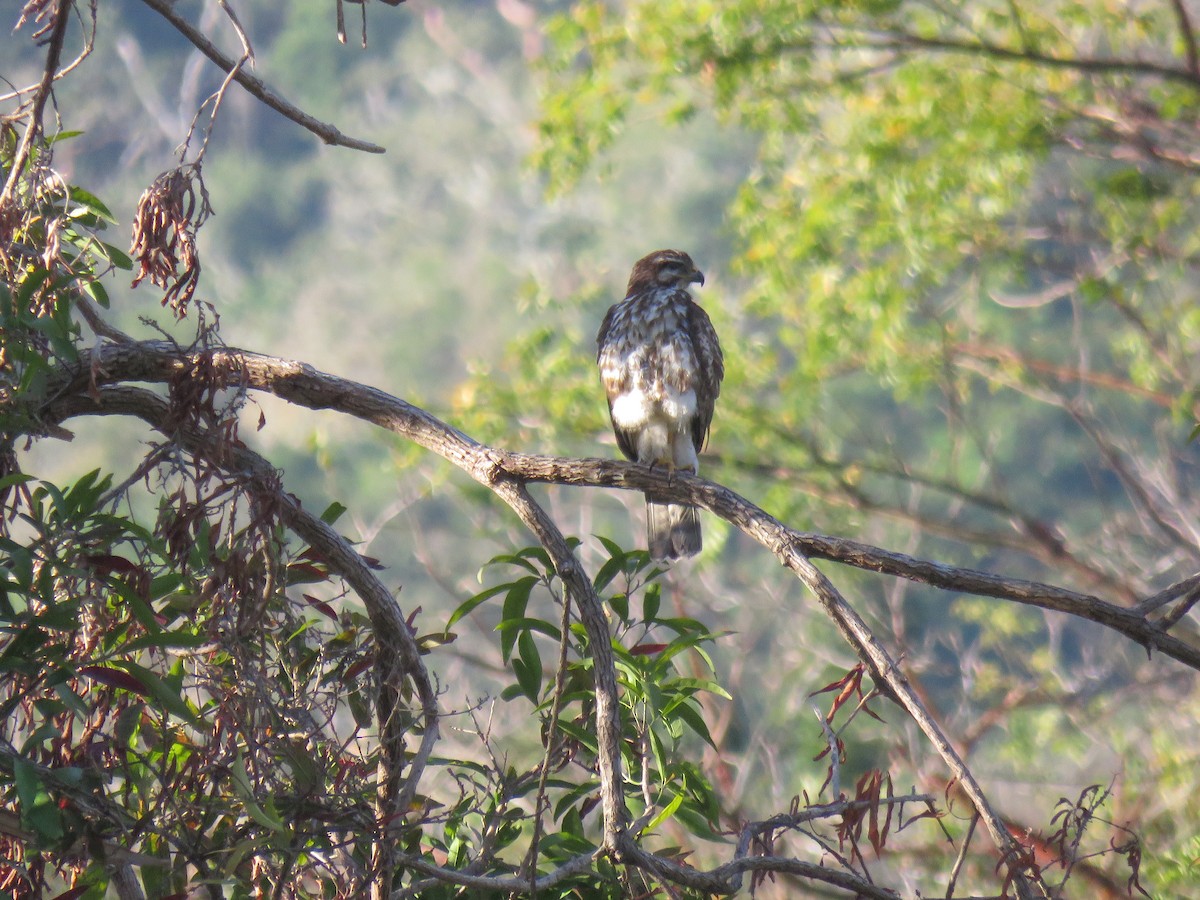 Gray Hawk - ML617117019