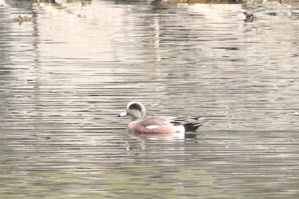 American Wigeon - Kevin Lamb