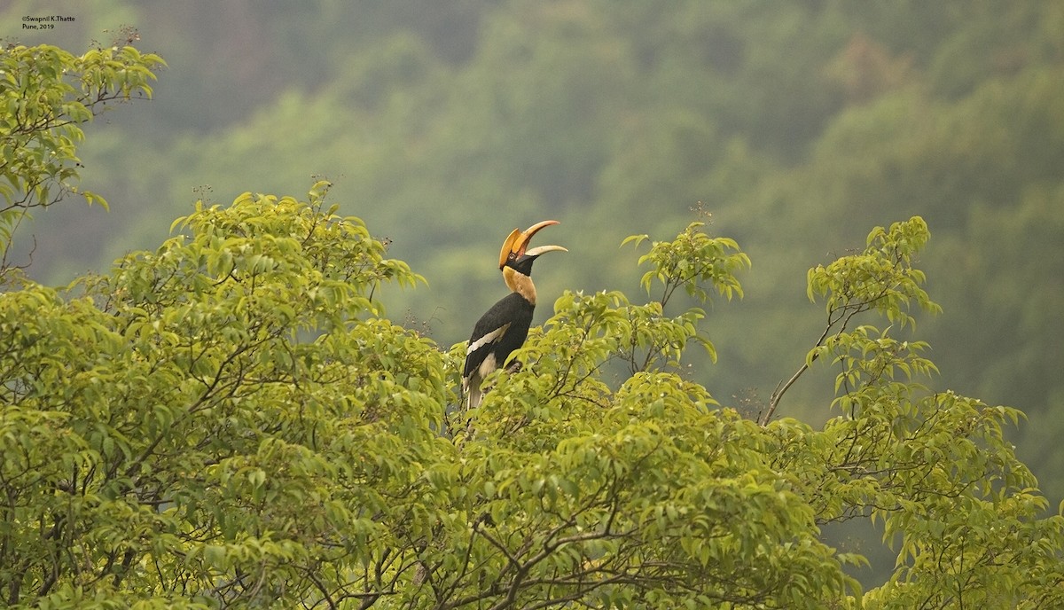 Great Hornbill - Swapnil Thatte