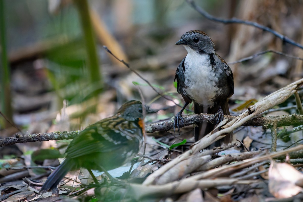 Australian Logrunner - ML617117147