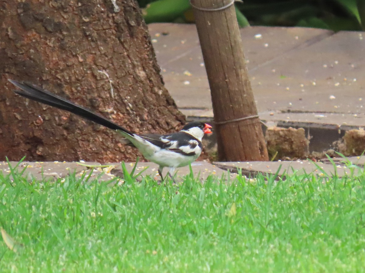 Pin-tailed Whydah - ML617117178