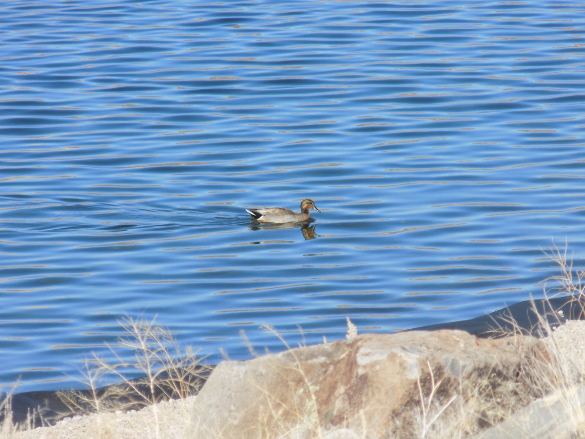 Gadwall x Mallard (hybrid) - ML617117189