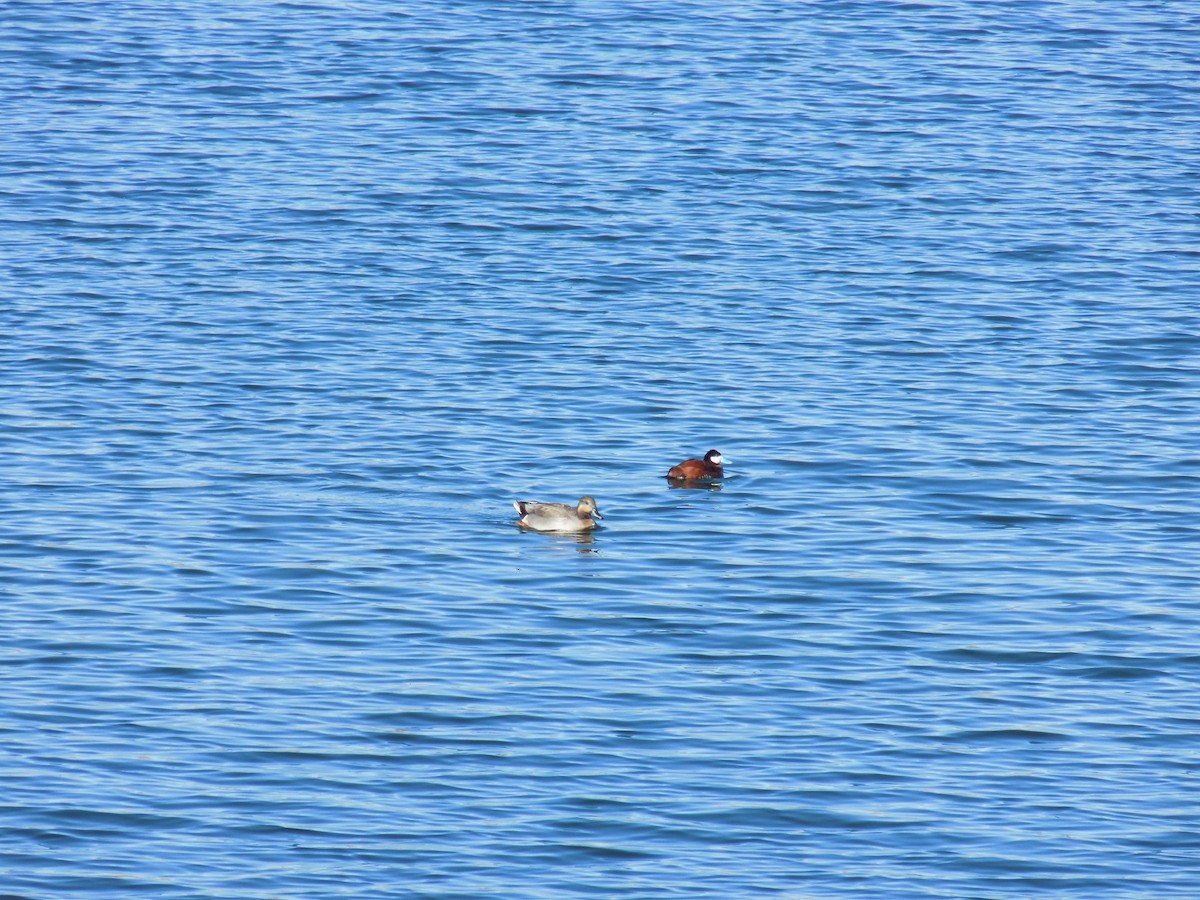 Gadwall x Mallard (hybrid) - ML617117214