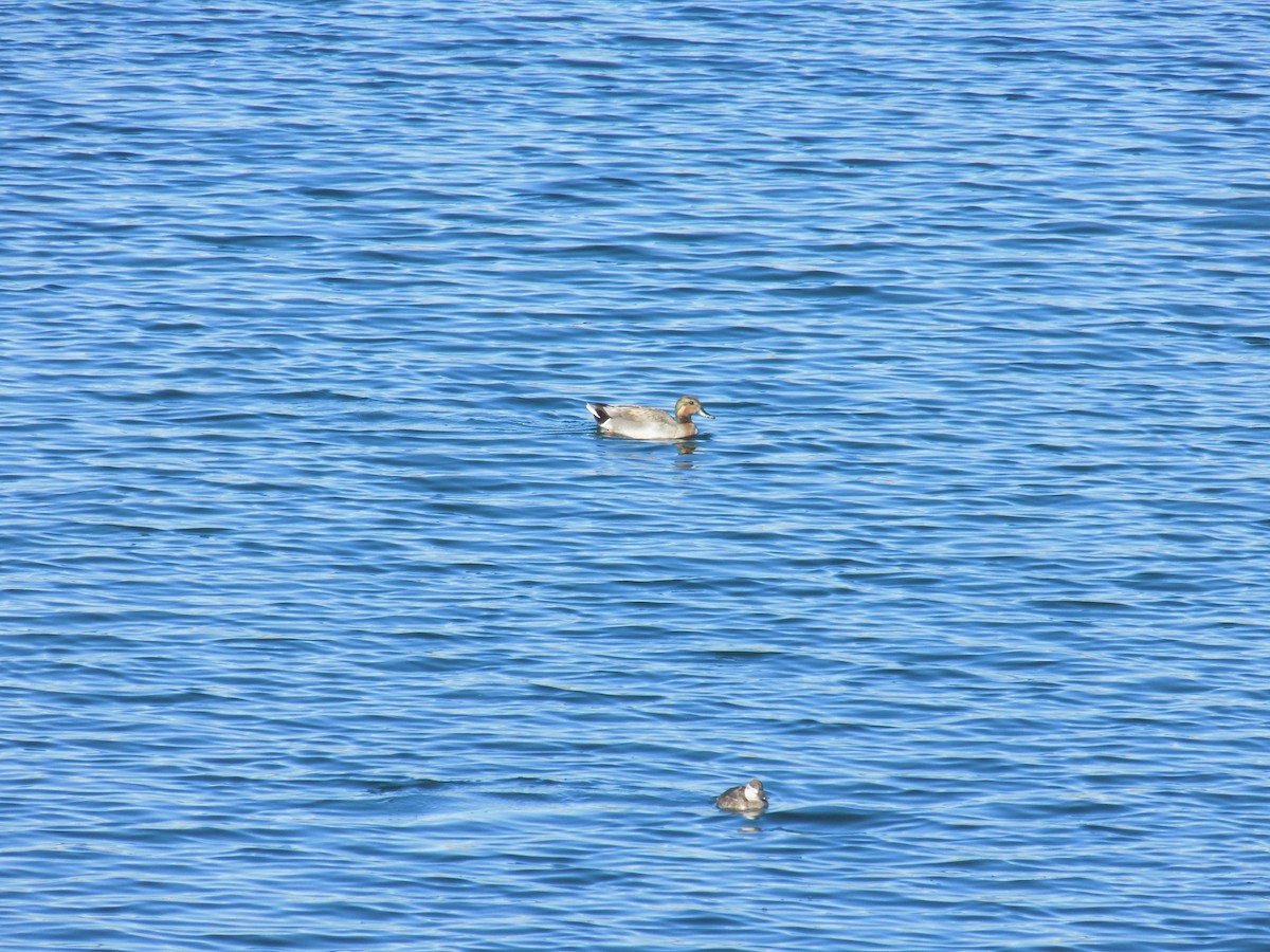 Gadwall x Mallard (hybrid) - Hayden Wright