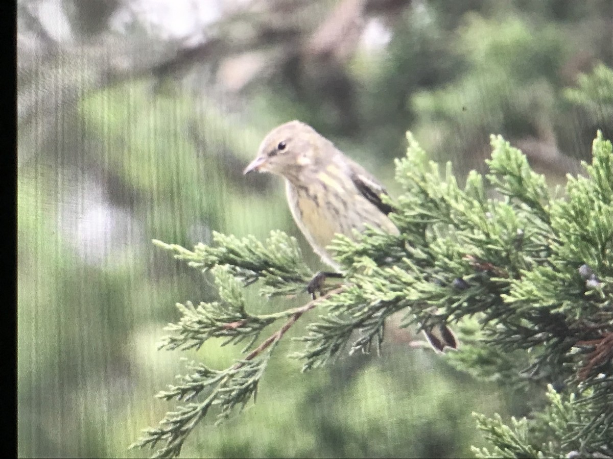 Blackpoll Warbler - ML617117327