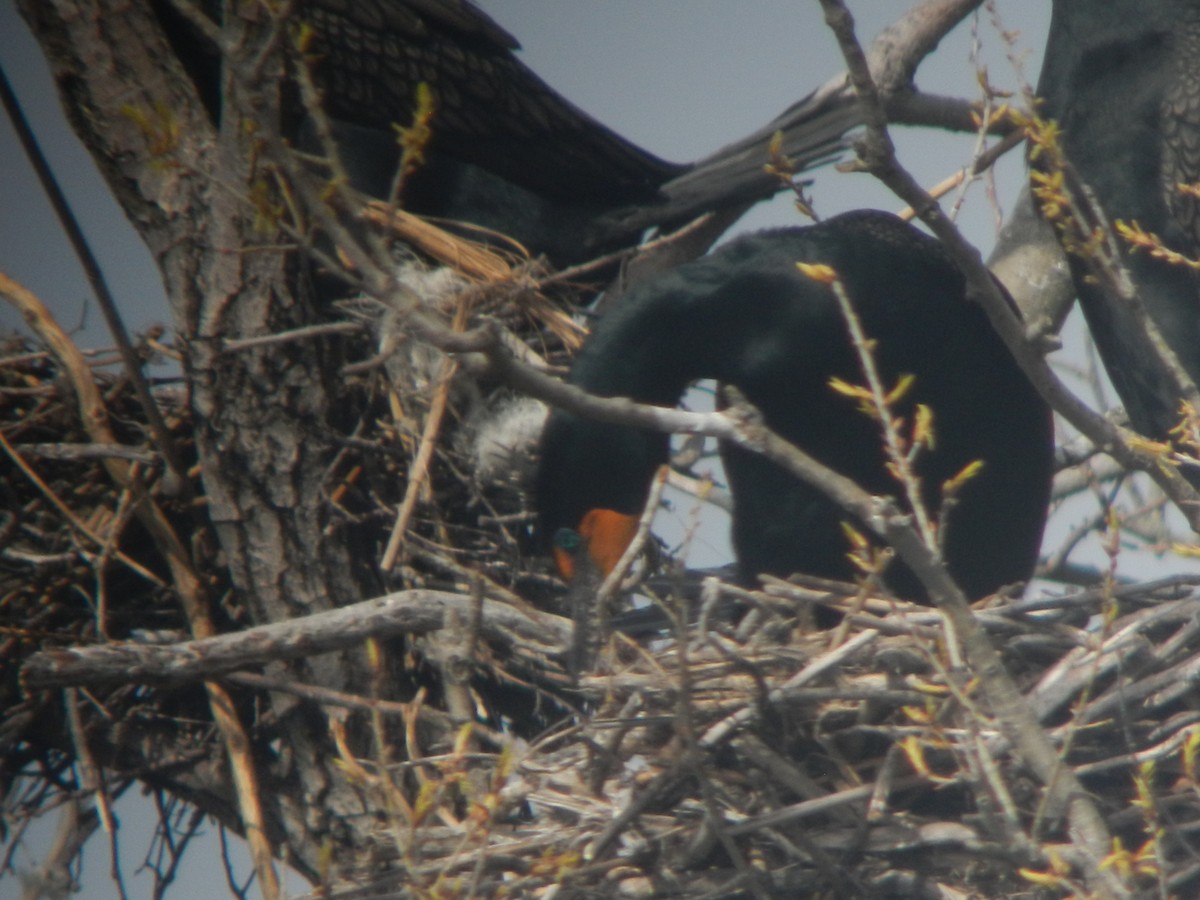 Double-crested Cormorant - ML617117330