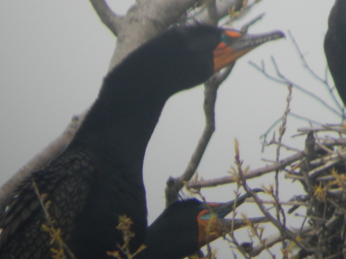 Double-crested Cormorant - ML617117384