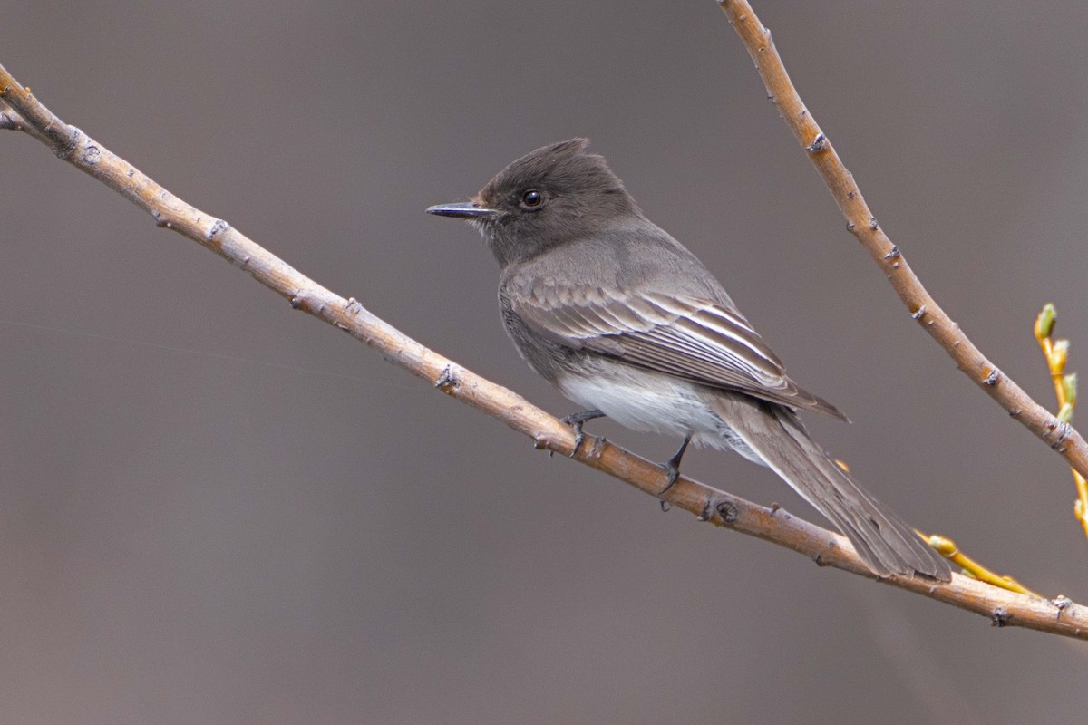 Black Phoebe - ML617117389