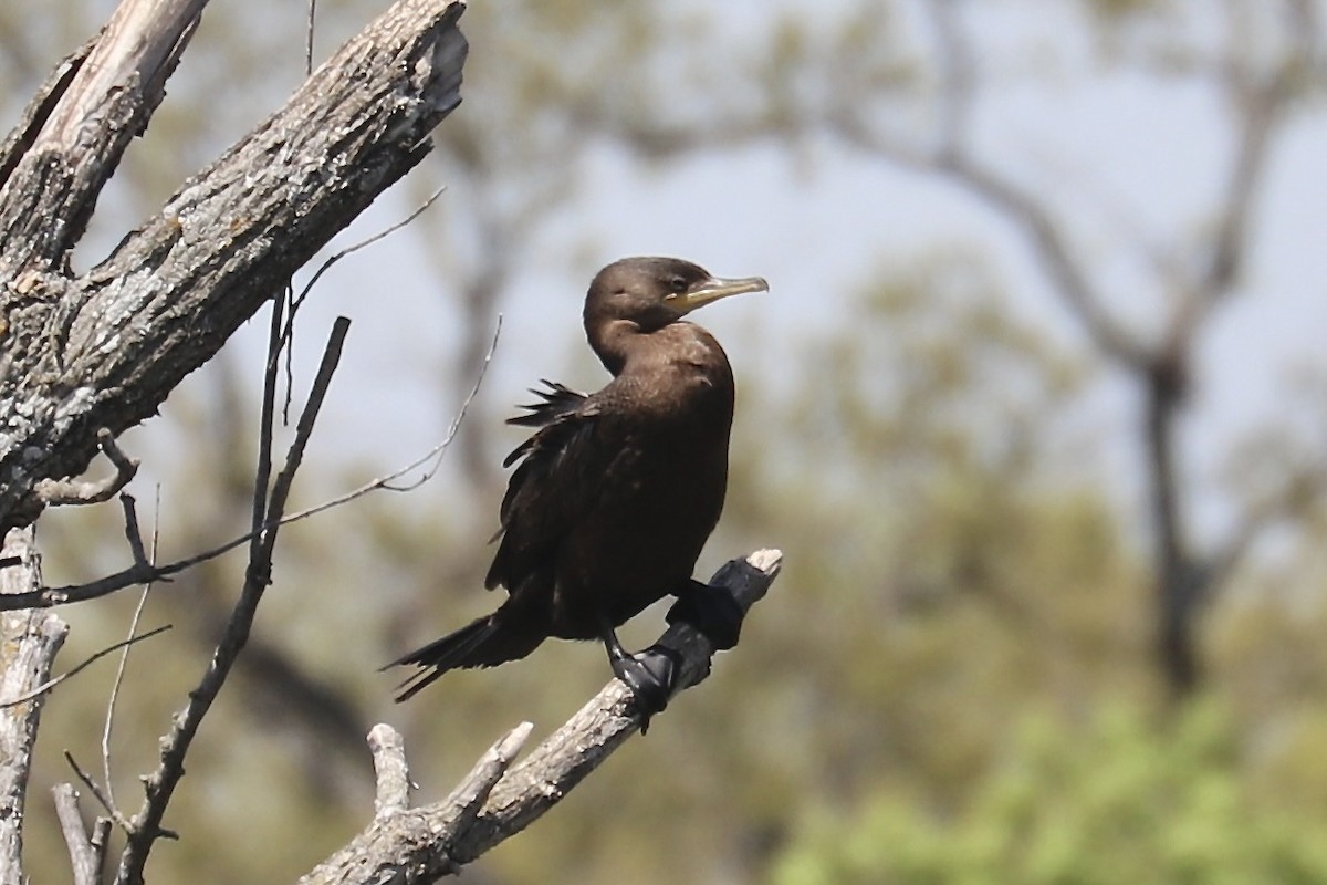 Neotropic Cormorant - ML617117391