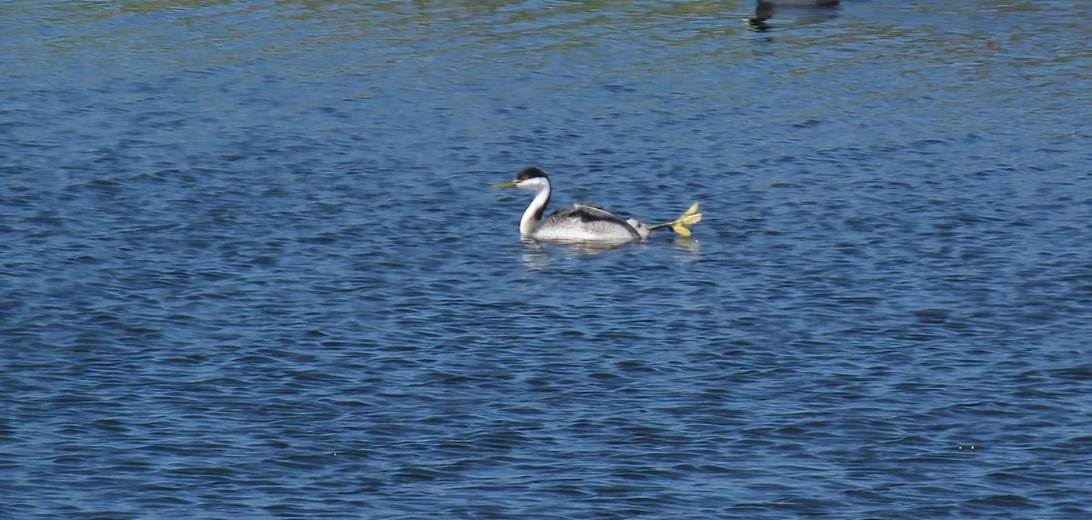 Western Grebe - ML617117424