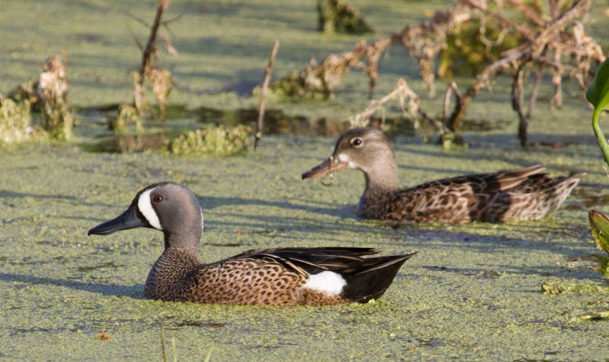 Blue-winged Teal - ML617117458
