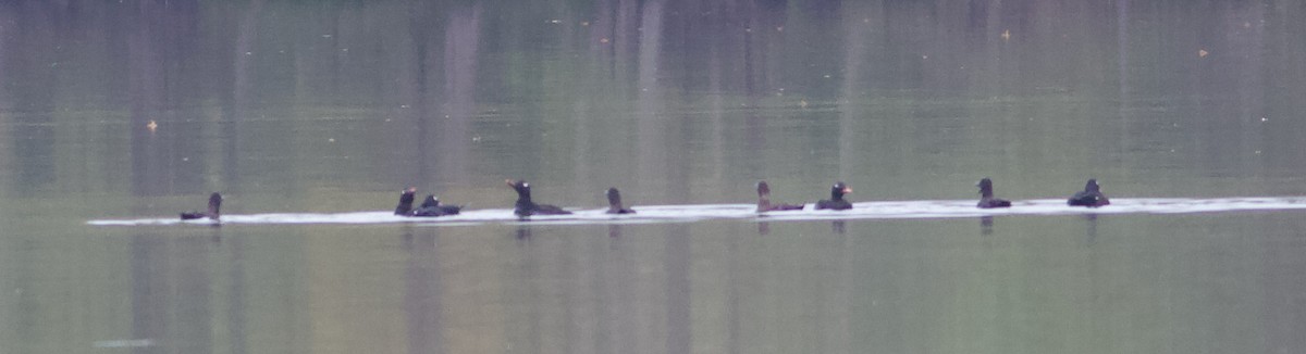 White-winged Scoter - ML617117465