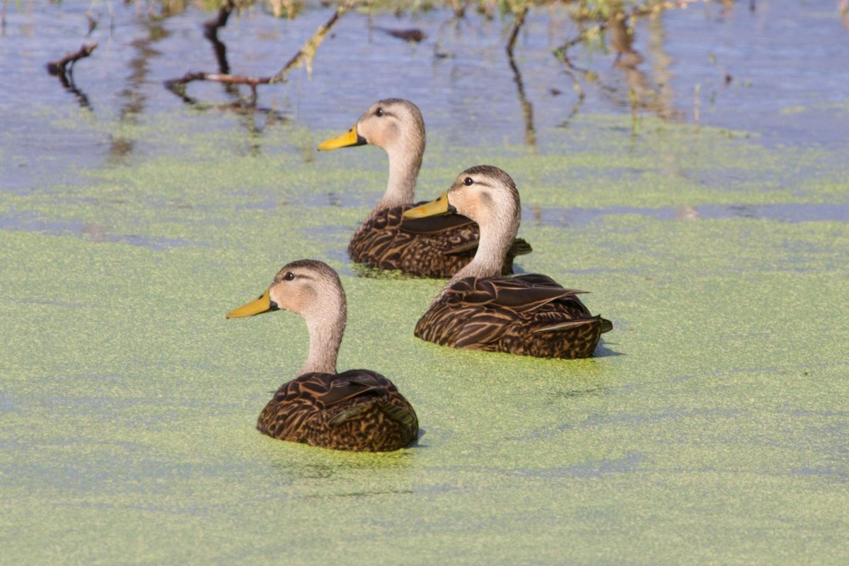 Mottled Duck - ML617117471