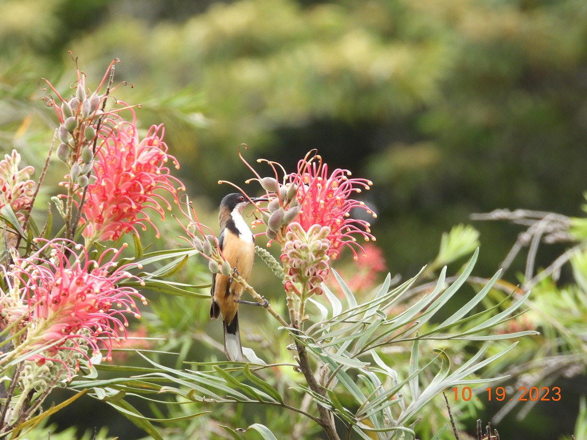 Eastern Spinebill - C L  Hampton