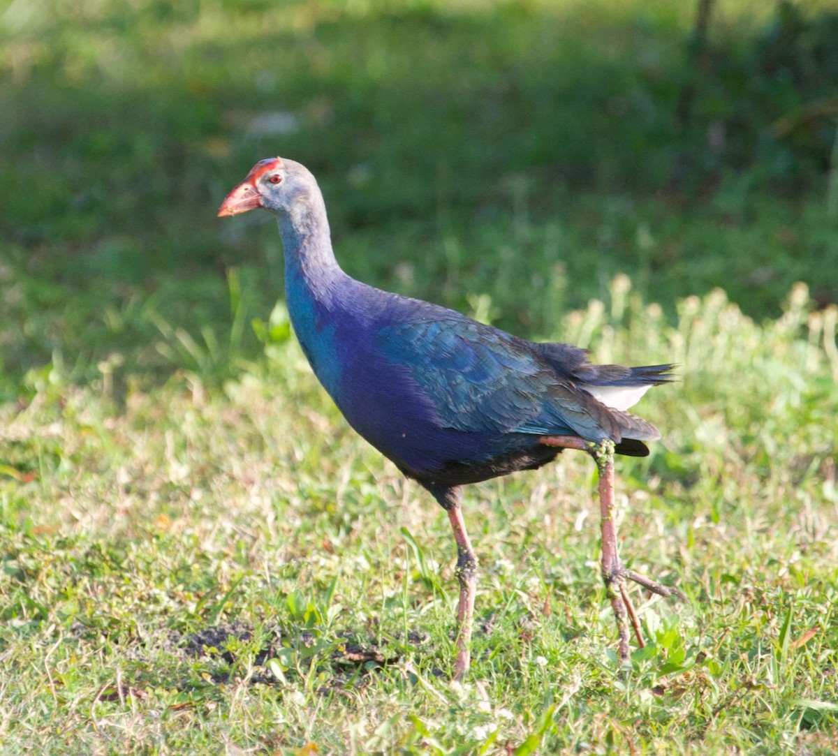 Gray-headed Swamphen - ML617117506